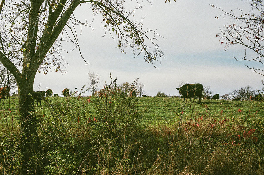 Cows and Farm in Michigan  Photograph by John McGraw