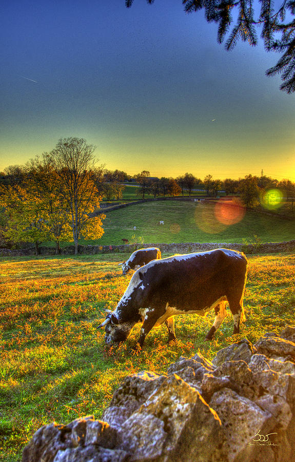 Cows and Stone Fences Photograph by Sam Davis Johnson
