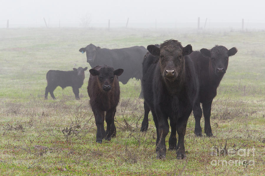 Cows Photograph by Anthony Michael Bonafede