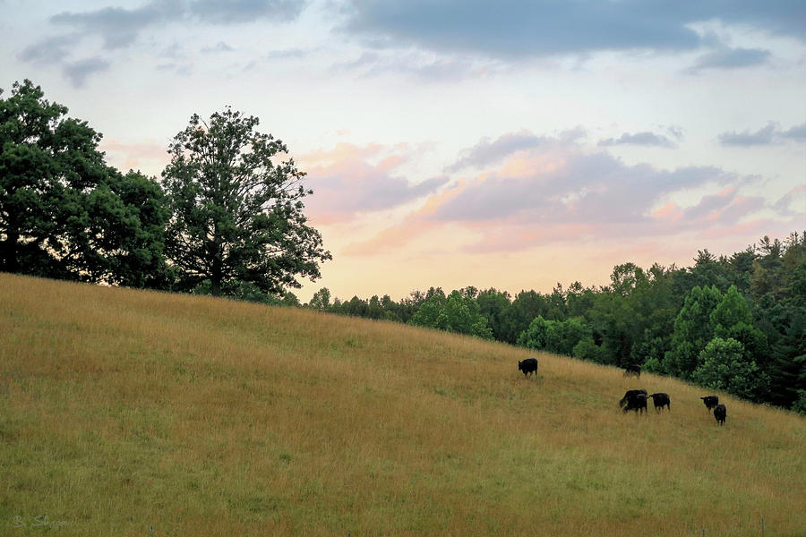 Landscape Photograph - Cows at Dusk by Brian Shepard