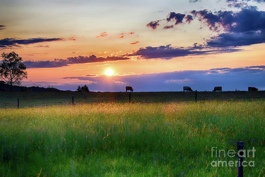 Cows At Sunset Photograph by Nina Ficur Feenan