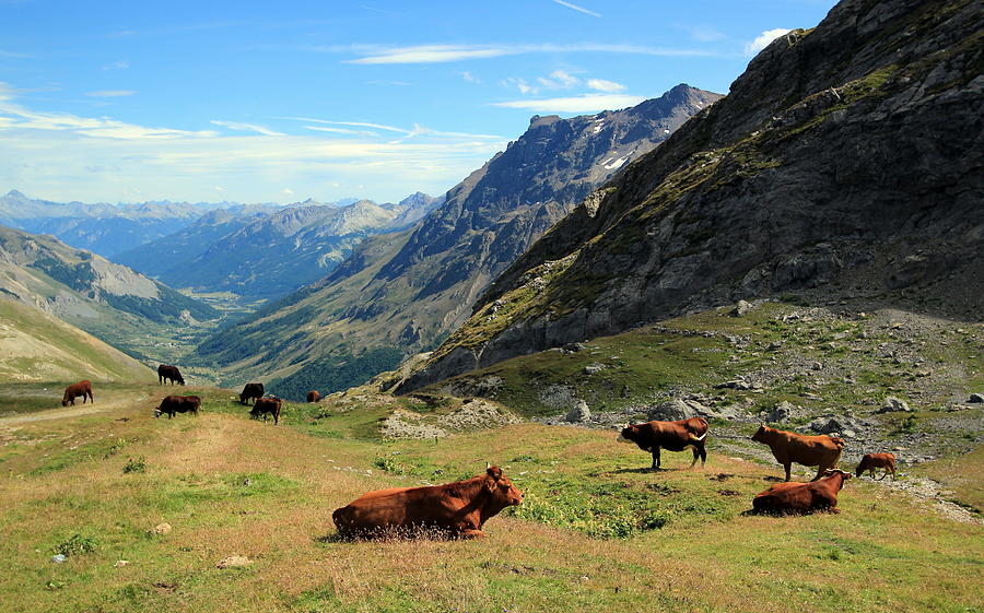Cows at the Galibier pass, France Photograph by Elenarts - Elena Duvernay photo