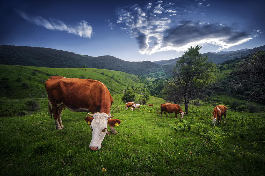 Cows Photograph by Bess Hamiti