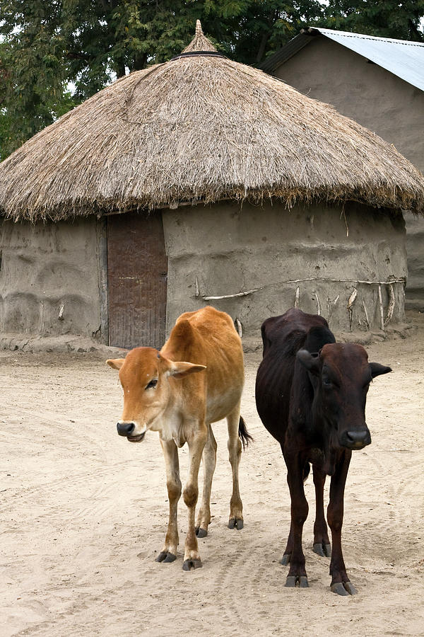 Cows by Maasai Mud House Photograph by Sally Weigand