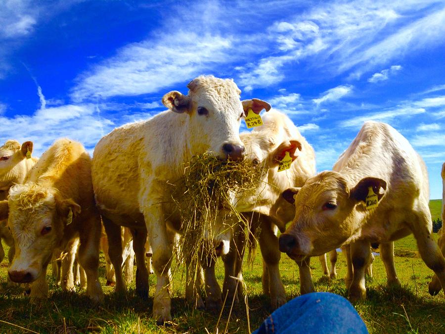Cows eating grass Photograph by Harrison Macourt