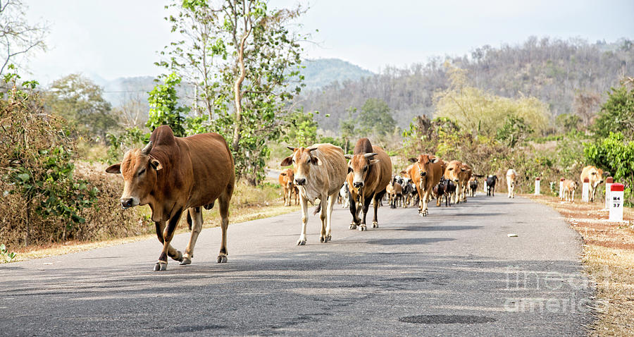 Cows Follow the Leader They own the Road Vietnam  Photograph by Chuck Kuhn