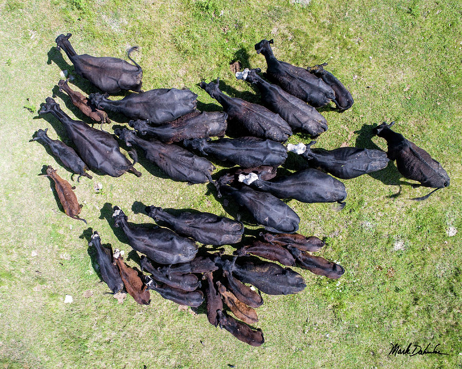 Cows from Above Photograph by Mark Dahmke