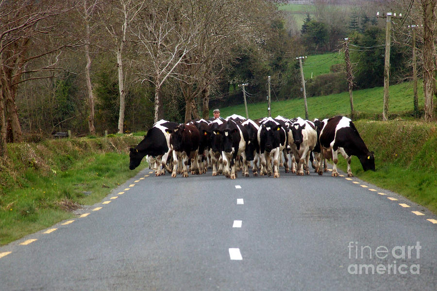 Cows going home to be milked  Photograph by Joe Cashin
