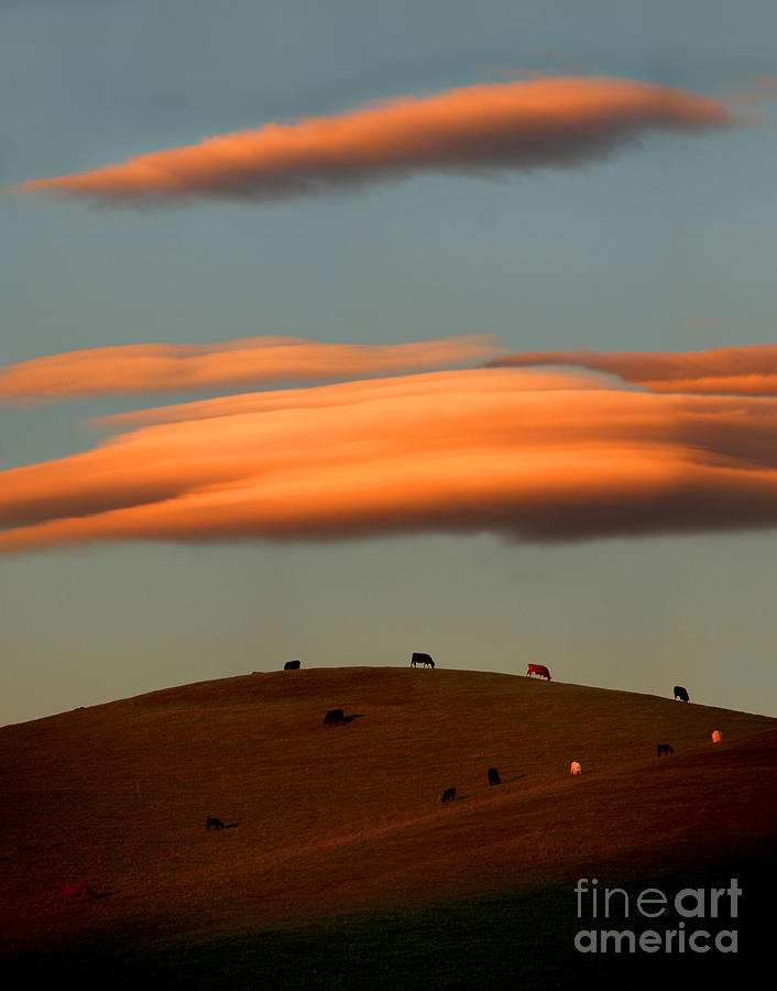 Cows Graze under the Sunset Clouds in Sonoma County California Photograph by Wernher Krutein