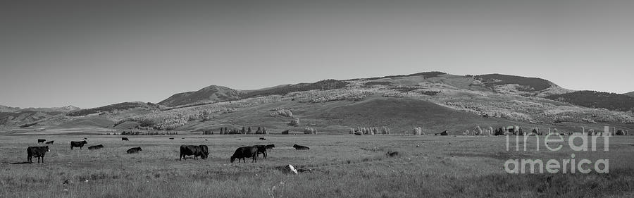 Cows Grazing In Colorado Bw Pano Photograph