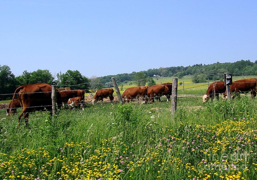 Cows grazing in field in Western New York Photograph by Rose Santuci-Sofranko