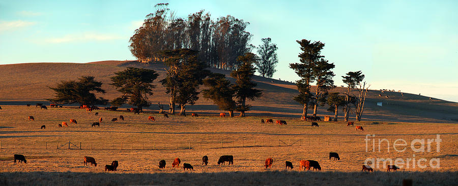 Cows Grazing into the Sunset in Marin County California Photograph by Wernher Krutein