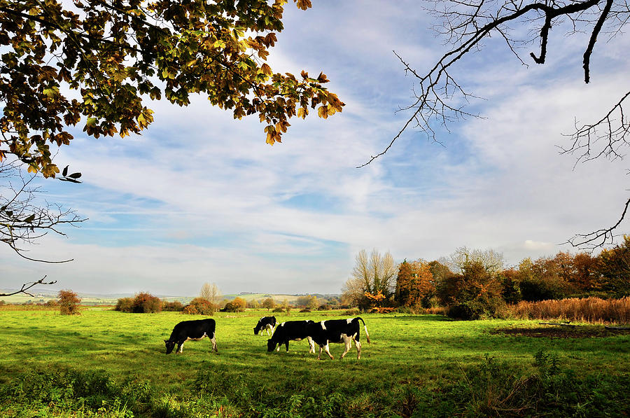 Cows in a meadow Photograph by Dutourdumonde Photography