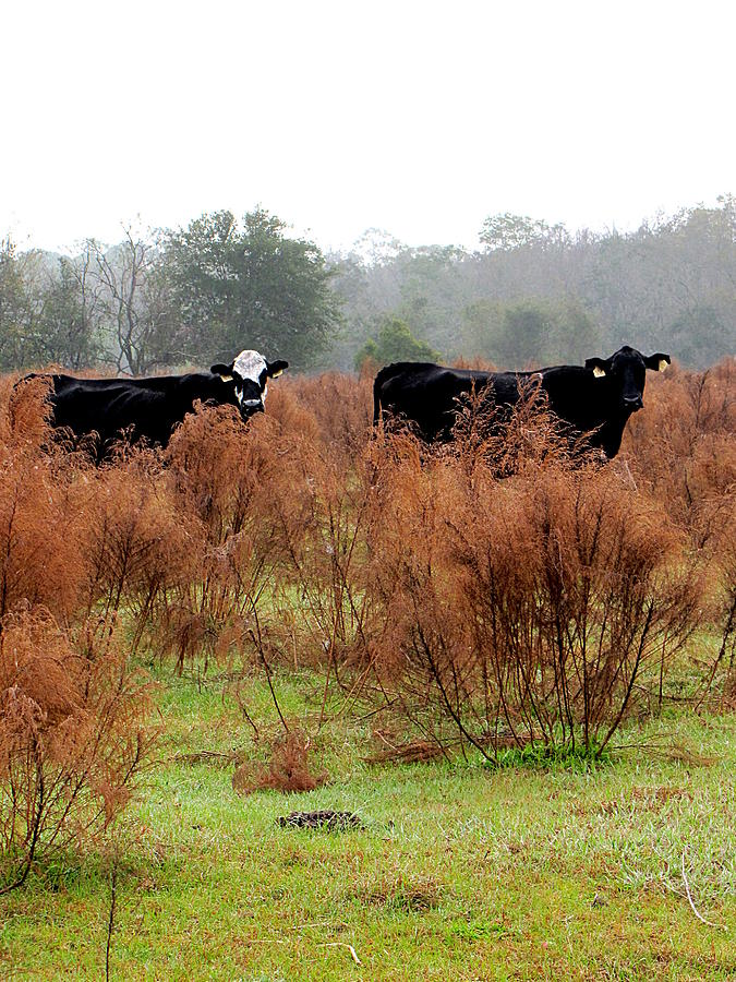 Cows in a Pasture   Photograph by Christopher Mercer