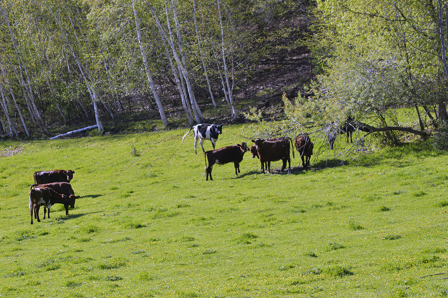 Cows in a Pasture Photograph by Michelle Hoffmann