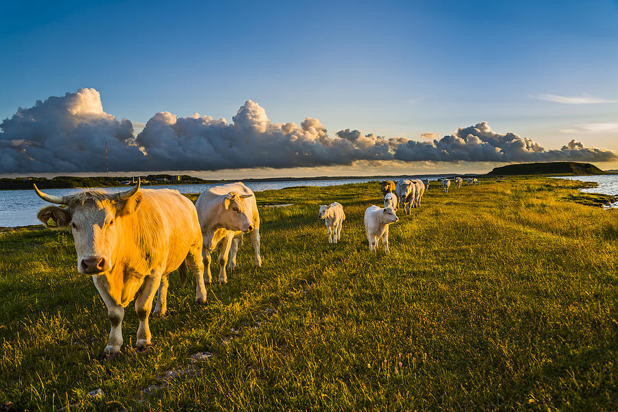 Cows in a row Photograph by Elmer Jensen