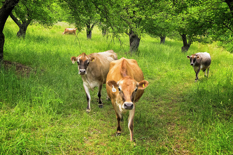 Cows In Apple Orchard Photograph by Tom Singleton