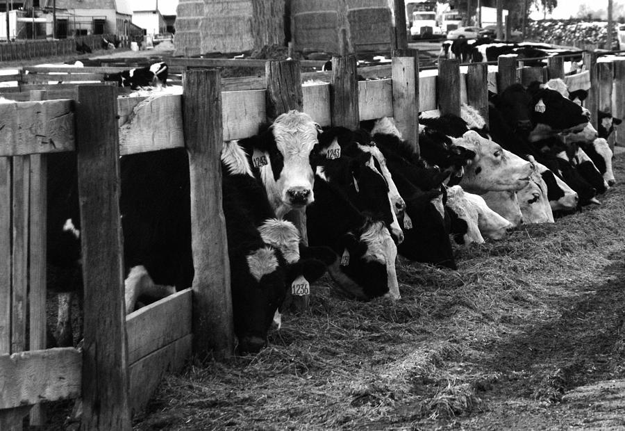 Cows in Black and White  Photograph by Angie Tirado