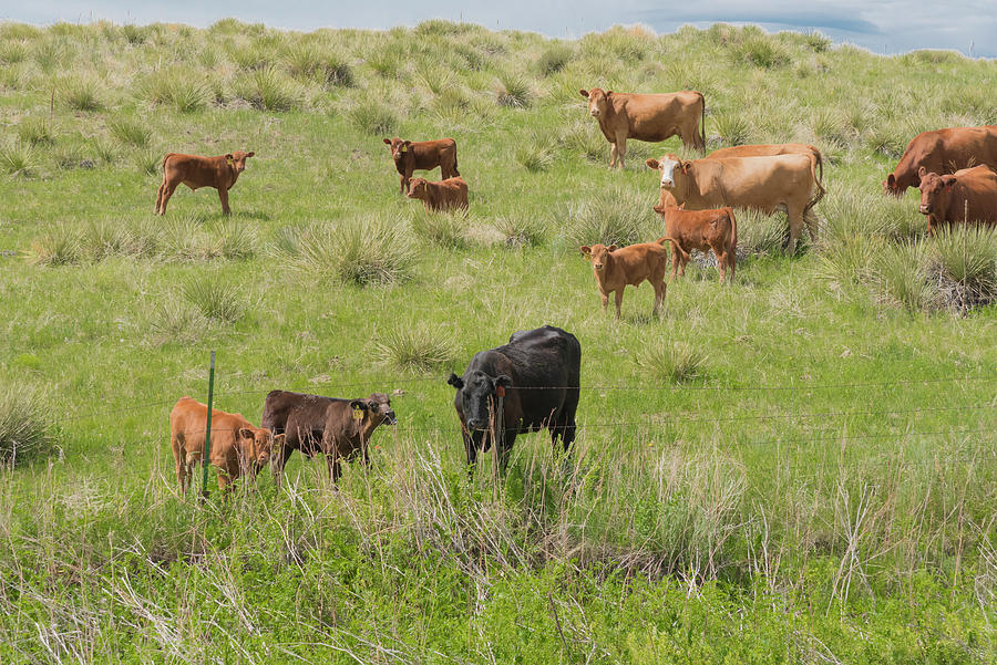 Cows In Field 2 by Tom Potter Cows In Field 2 by Tom Potter