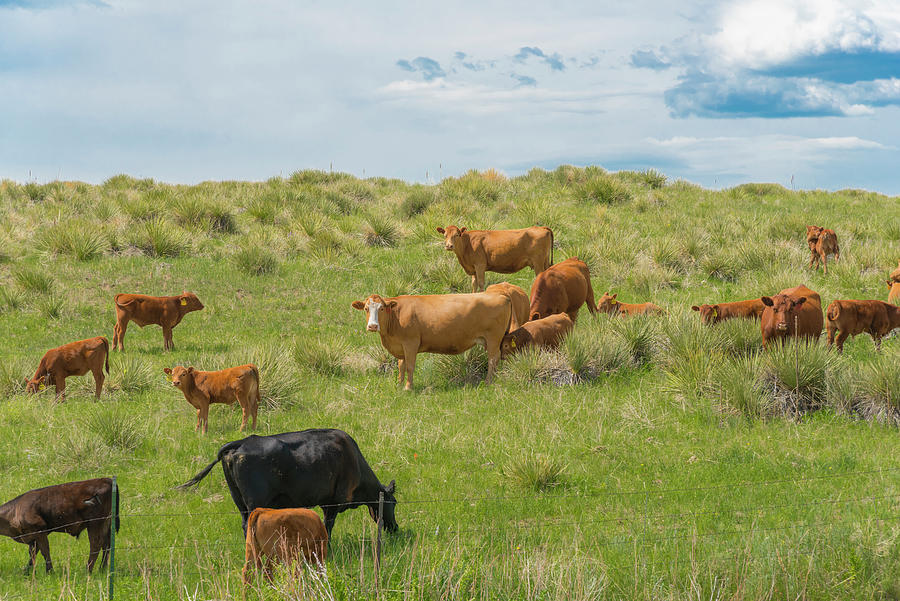 Cows In Field 3 by Tom Potter Cows In Field 3 by Tom Potter