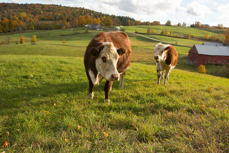 Cows in Front of Jenne Farm, Reading, Vermont Photograph by Nicole Freedman
