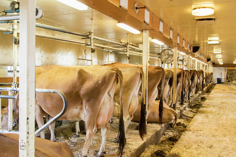 Cows In Milking Barn Photograph