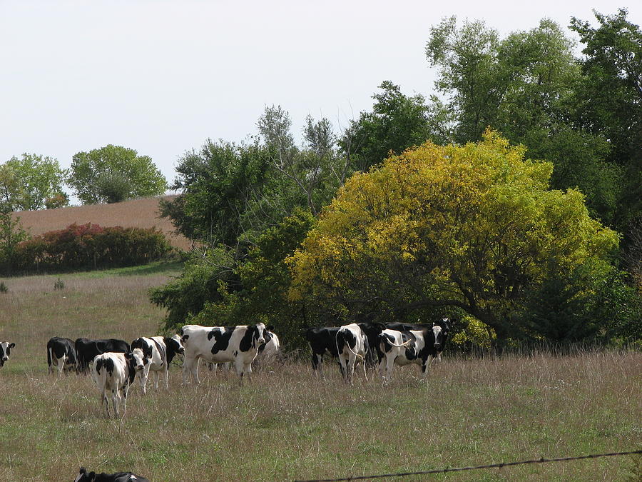 Cows In Nebraska Photograph By Lynette Windhorst - Fine Art America