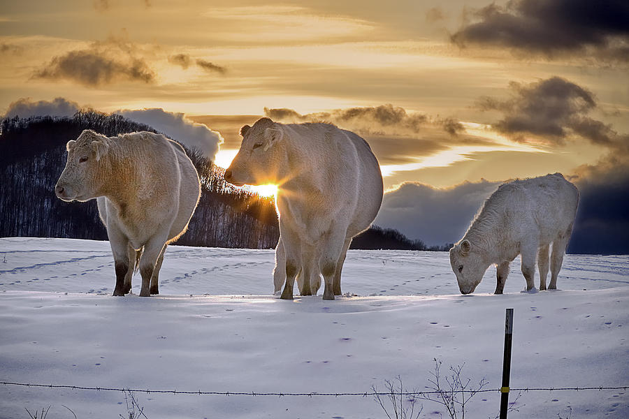 Setting Sun Photograph - Cows in Setting Sun by Ken Barrett