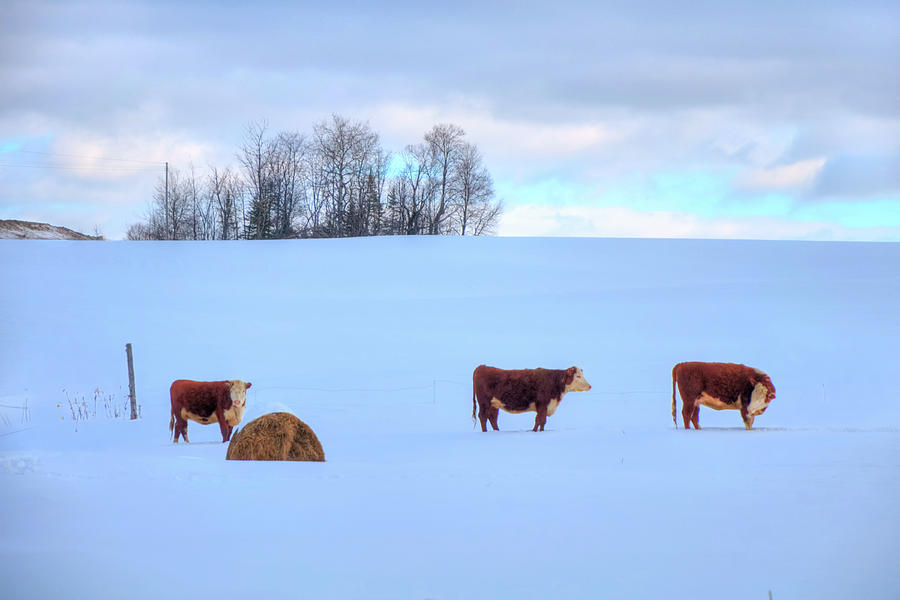 Cows in Snow - A Vermont Winter Photograph by Joann Vitali