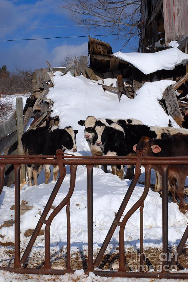 Cows in Snow Photograph by Andrea Simon