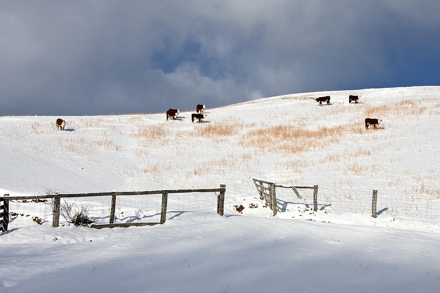 Snow Photograph - Cows In Snow Pasture by Ken Barrett
