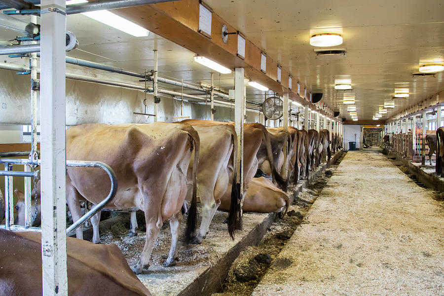 Dairy Barn