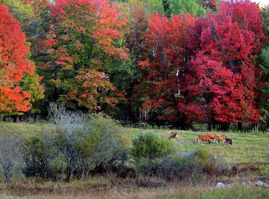 Cows in the Autumn Photograph by Nancy Griswold