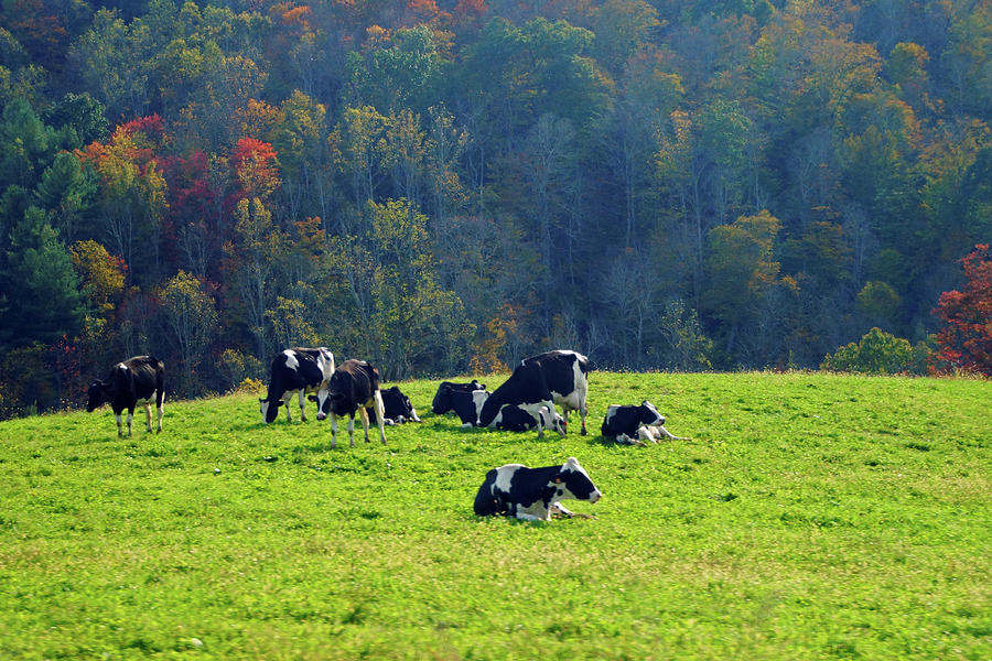 Cows in the Countryside Photograph by Mike Murdock