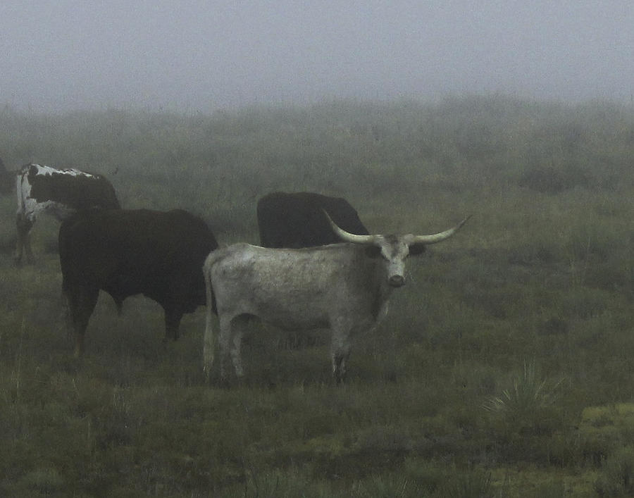 Cows in the Fog Photograph by Sandra Dalton