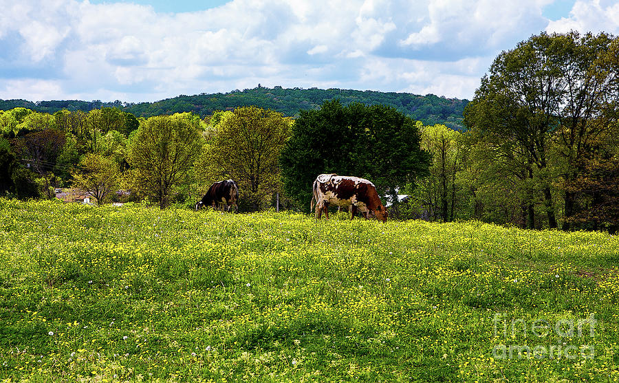 Cows In The Meadow Photograph by Paul Mashburn