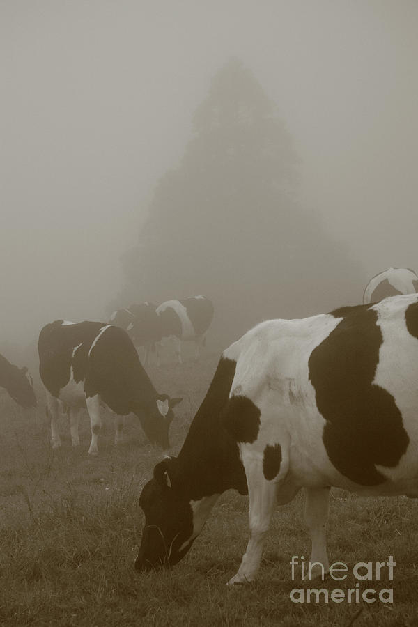 Cows In The Mist Photograph