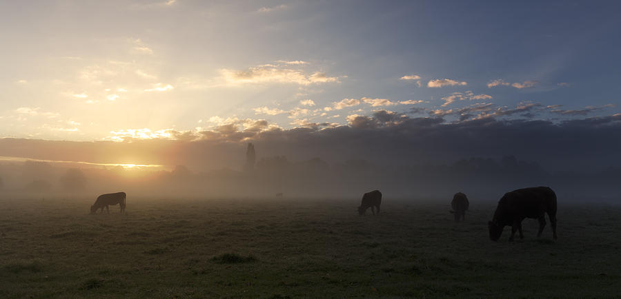Cows in the mist Photograph by Ian Merton