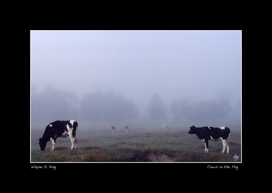 Cows in the Fog Poster Photograph by Wayne King