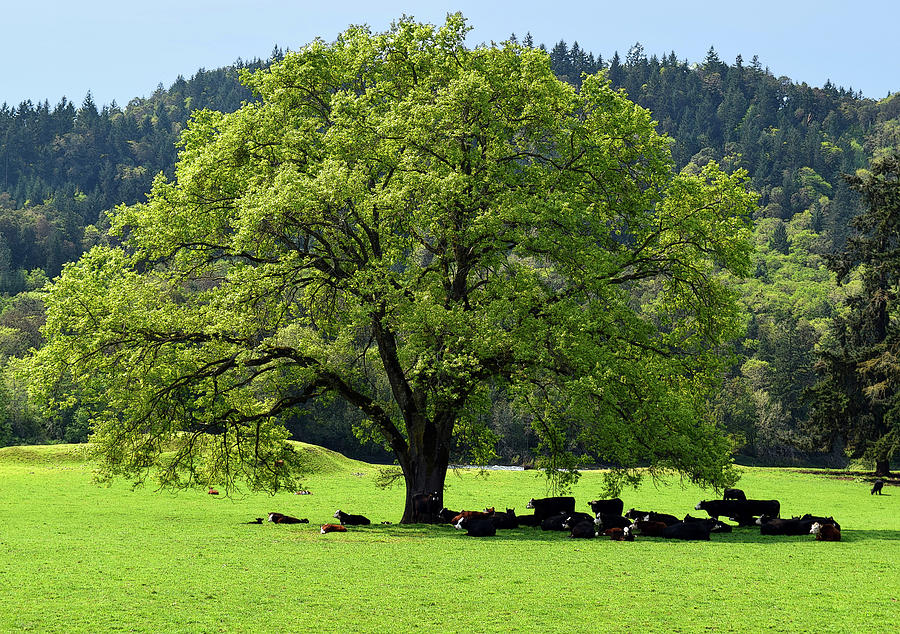 Cows In The Shade Of A Big Tree Photograph