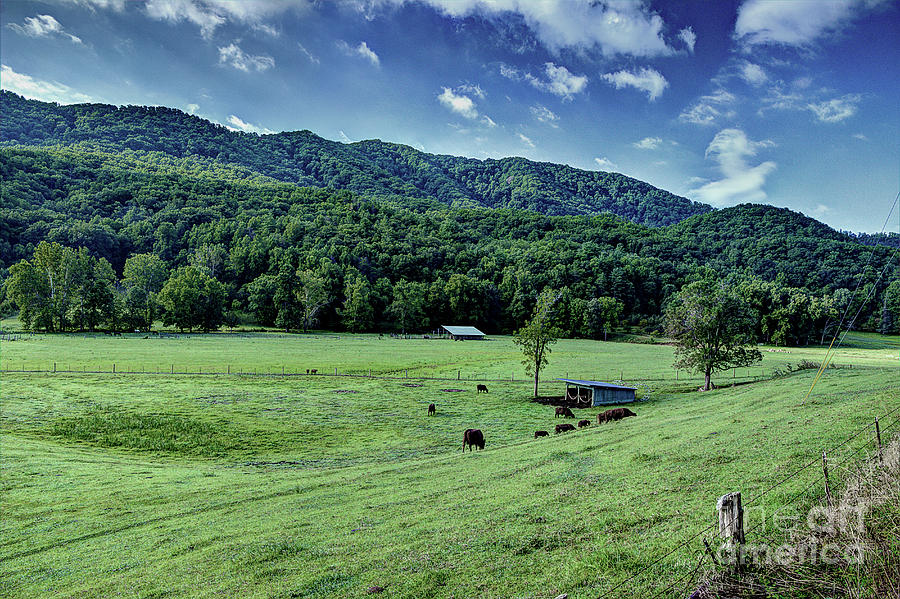 Cows In The Smokies Photograph by Michael Eingle