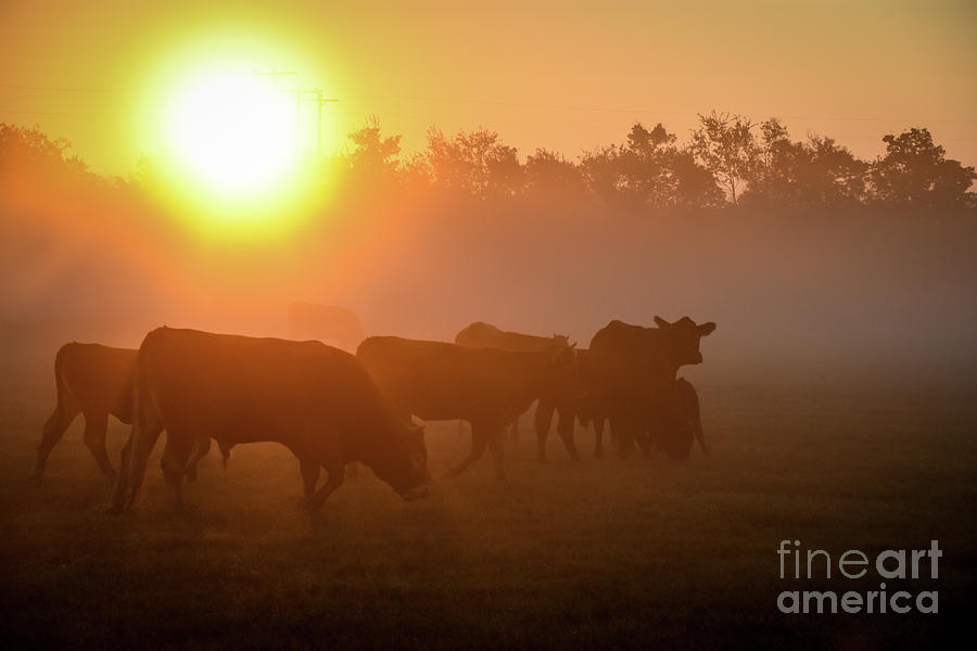 Cows in the Sunrise Mist Photograph by Cheryl McClure