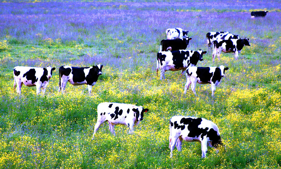 Cows in Tillamook Photograph by Margaret Hood