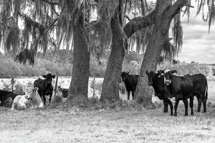 Cows Just Hanging Out, Black and White Photograph by Liesl Walsh