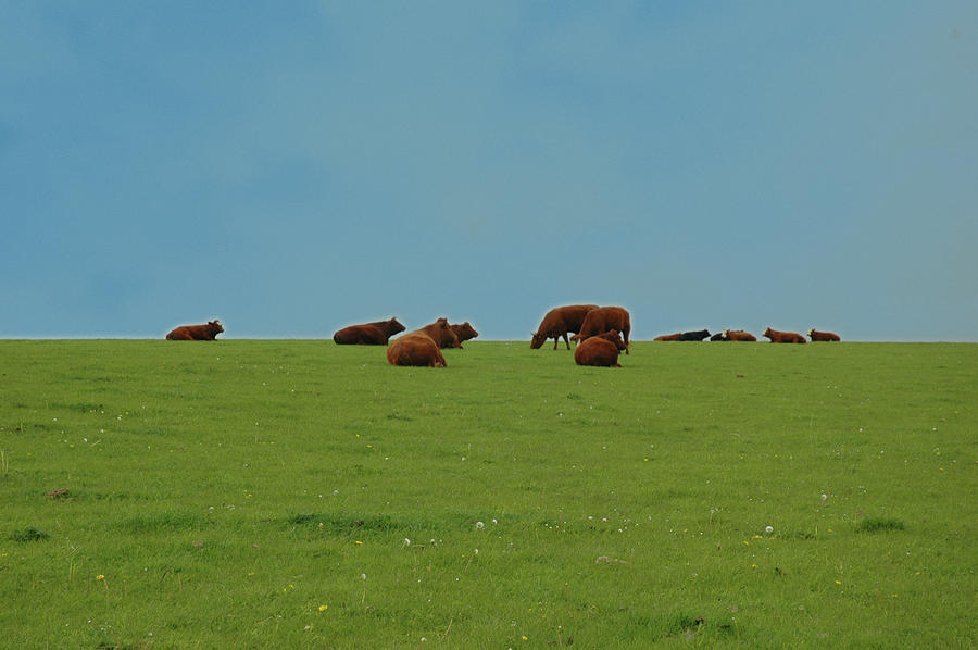 Cows Photograph - Cows by Nigel Chaloner