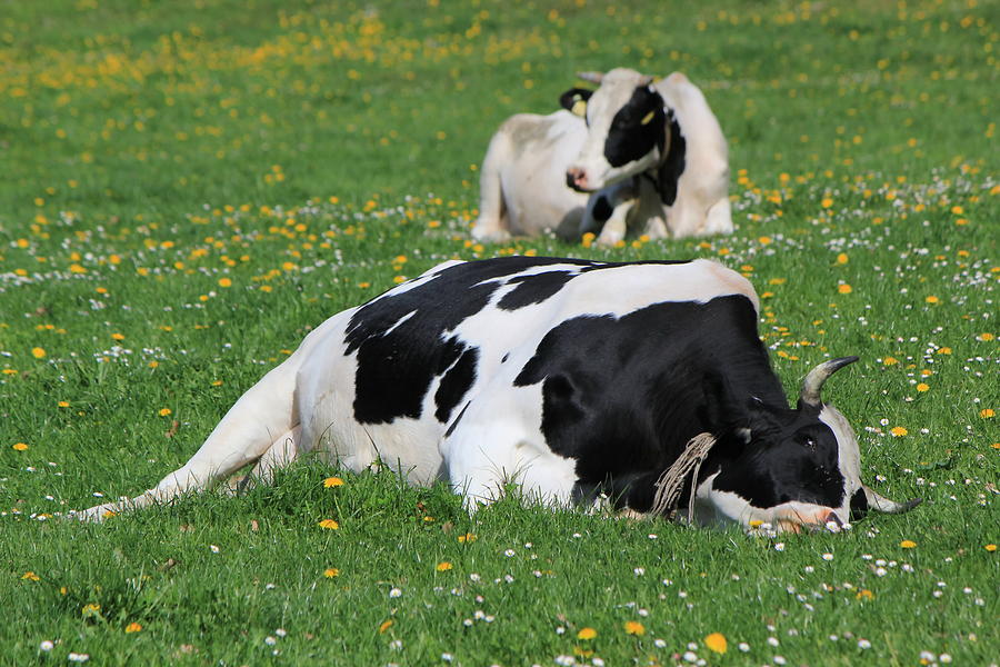 Cows of Fribourg canton, Switzerland, resting Photograph by Elenarts - Elena Duvernay photo
