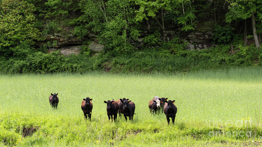 Cows Of Rock Hill Photograph