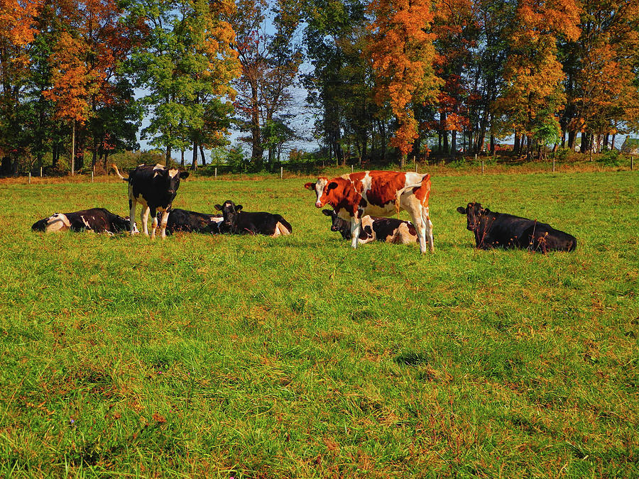 Cows of Section 10 of PA Photograph by Raymond Salani III