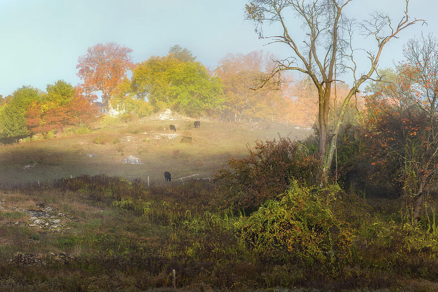 Cows of the Fog Photograph by Bill Wakeley
