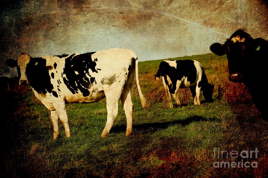 Cows on a Hill 2 . texture Photograph by Wingsdomain Art and Photography